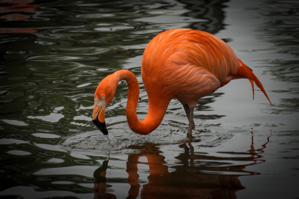 Foto eines Flamingos